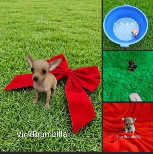 Feminha e machinho filhotinhos de pinscher miniatura zerinho disponíveis pronta entrega 
