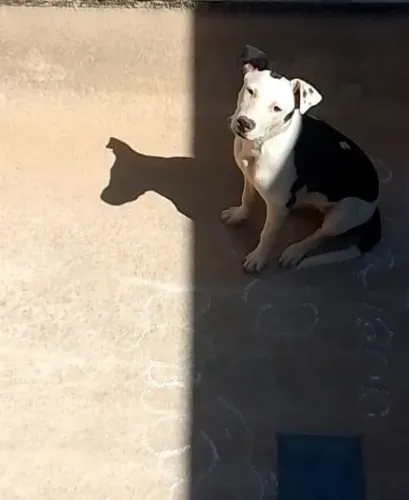 Adoção responsável