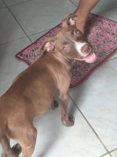 Vendo