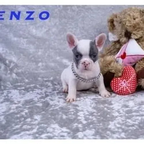 Bulldog Francês,Bulldog Francês Filhote Saudável Excelente Companhia