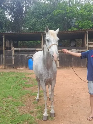 Cavalo