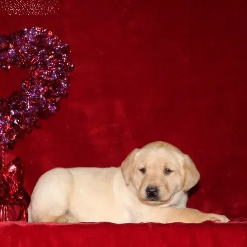 Labrador Retriever,Labrador Retriever Filhote Vacinado e Vermifugado