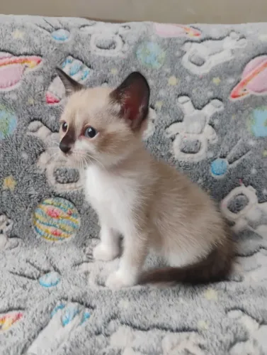 Doa se filhote de gato