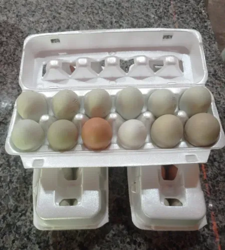 PROMOÇÃO - OVOS FÉRTEIS DE GSB