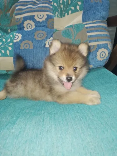 Spitz alemão Fêmea laranja 1.800 reais