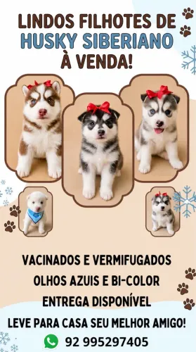 Venda de Husky Siberiano 