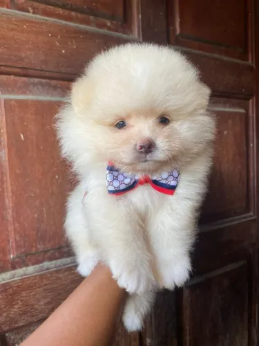 Lulu da Pomerânia 