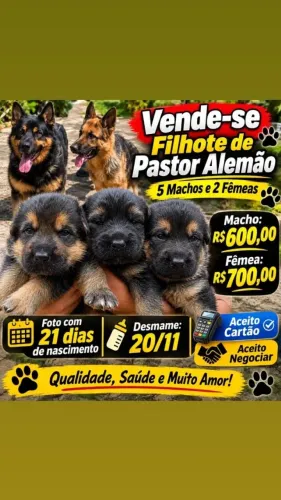 Filhote Pastor Alemão