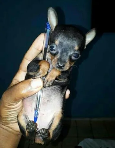 Os menores filhotinhos de pinscher zero pra vc