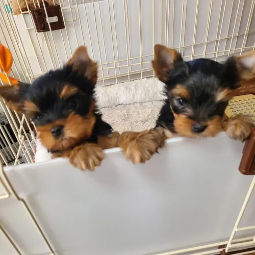 Yorkshire Terrier micro lindos filhotes para alegrar seu lar