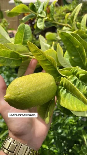 Mudas de Cidra