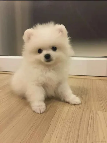 Filhote Spitz Alemão, Nada como um filhotinho para completar sua família!