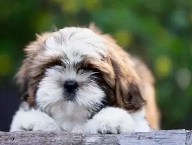Shih-Tzu Fêmea: Encantadora, Brincalhona e Cheia de Carinho