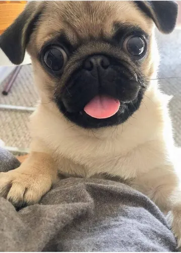Filhote de Pug gordinho 