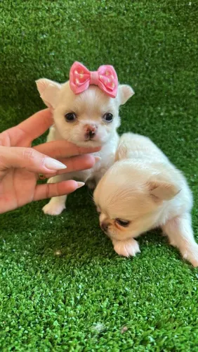 Chihuahua cabeça de maçã - Vacinada e suporte total!