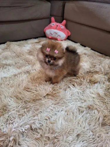Linda filhotinha de Spitz Alemão