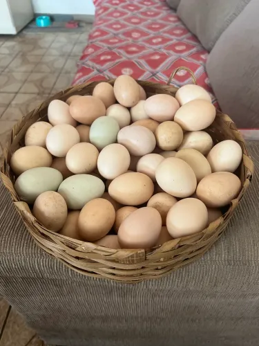 Ovos galados (férteis) galinha caipira
