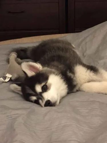 Filhote Husky Siberiano, Pequenos, Travessos e Prontos Para Te Encher de Carinho!
