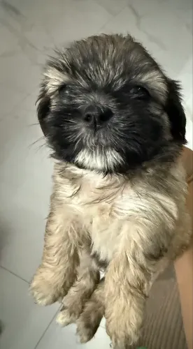 Filhote de shih tzu 