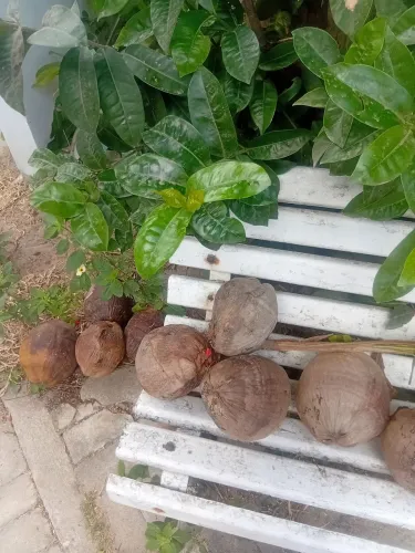 Cocos secos