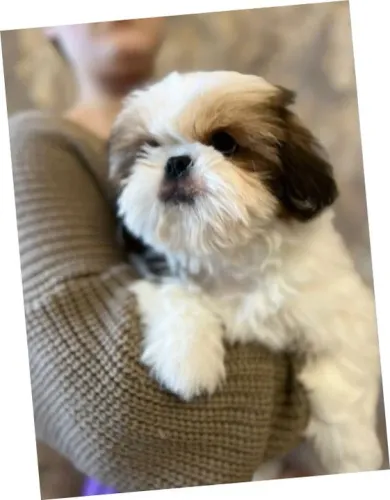Shih-Tzu Pequeno Branco e Dourado Fêmea - Linda, Charmosa e Cheia de Personalidade!