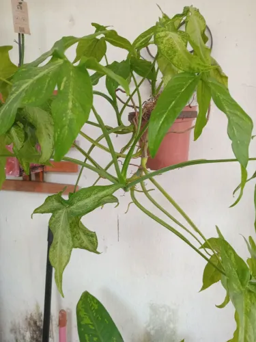 Planta verde com manchas amarelas