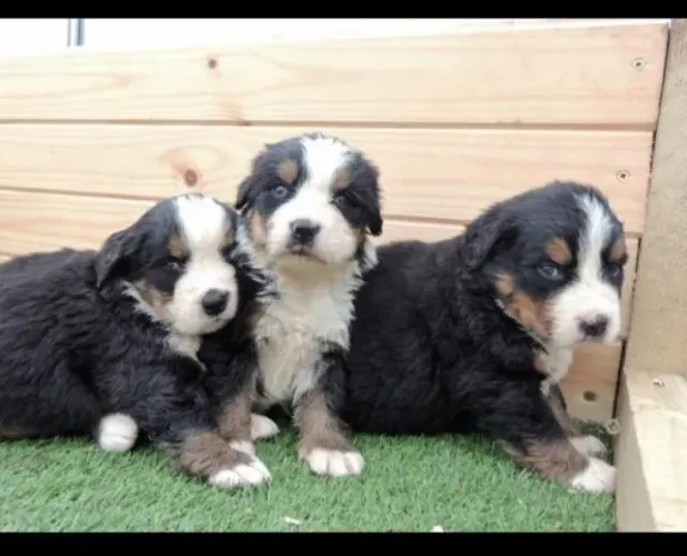 Bernese Mountaing dog gigantes
