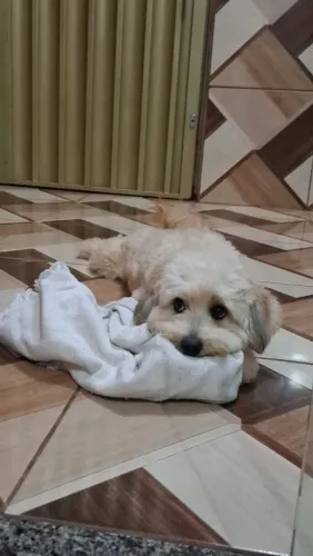Doação macho 