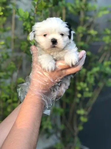 Shih tzu - Loja Física com Filhotes de Procedência Garantida