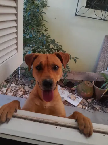 Doa se cachorra porte médio