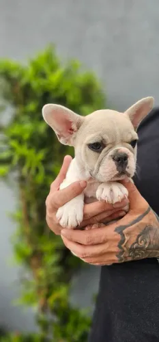 Buldogue Francês