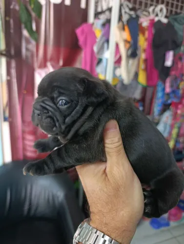 Filhotes de buldogue francês disponível 