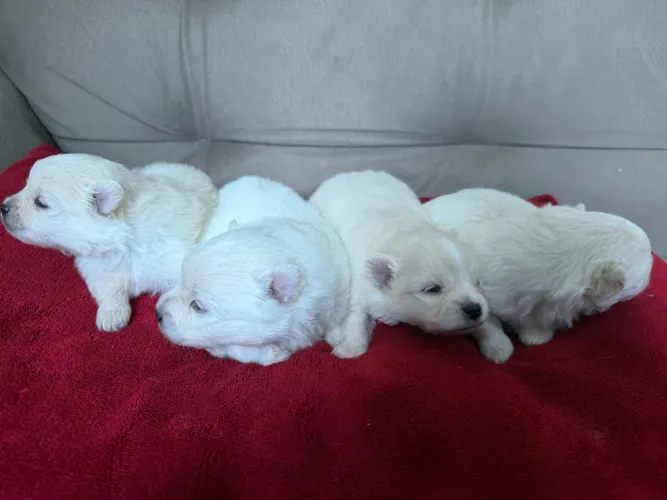 Lulu da pomerânia