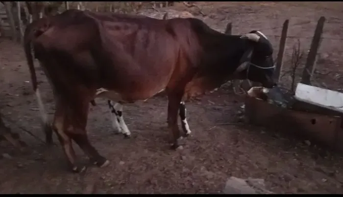 Vende-se 4 vacas