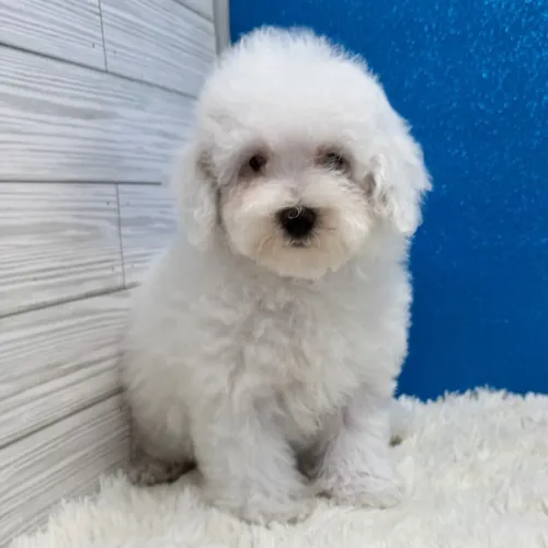 Filhotes de Poodle: Vacinados e cheios de saúde