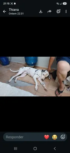 Vendo 2 Dálmatas (F/M)