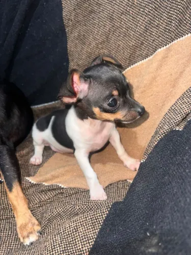 Vendo pincher fêmea