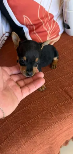 PINSCHER ZERO ZERO FILHOTE MACHO