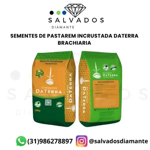 Sementes de pastagem incrustada de Brachiaria DATERRA - NOVA 