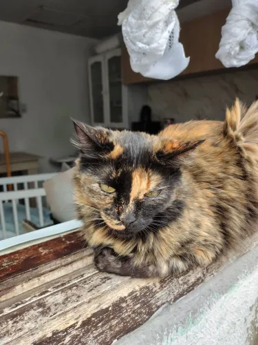 Doação de gatas