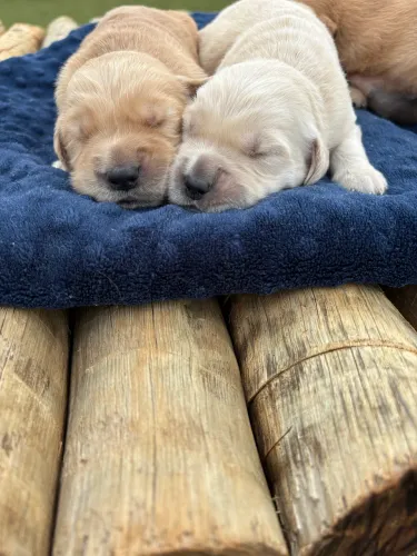 Golden retriever - filhotes Recém nascidos