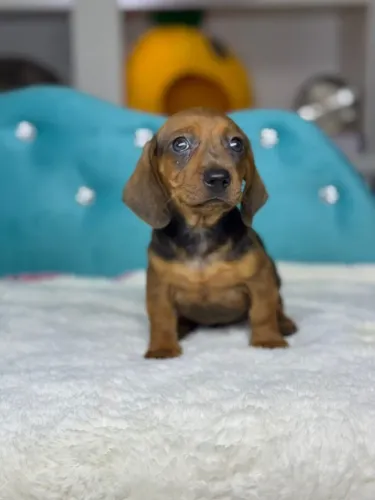 dachshund Filhotes