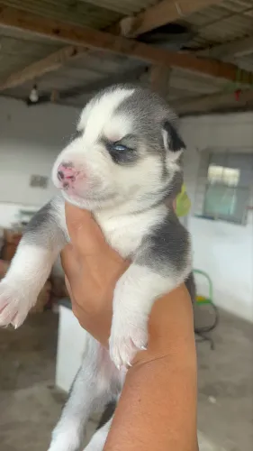 Filhote de Husky siberiano
