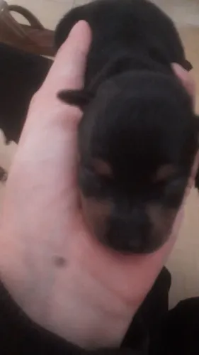 Cachorrinhos pincher