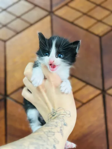 Gato macho 