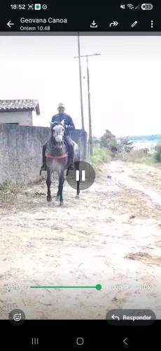 Cavalo