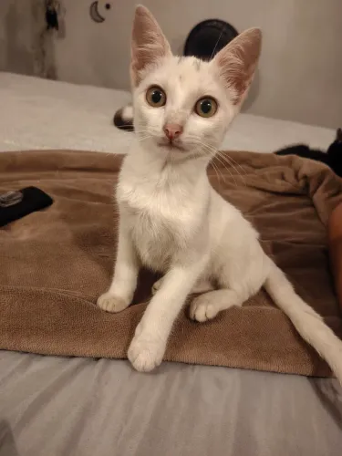Filhote Gato macho 70 dias