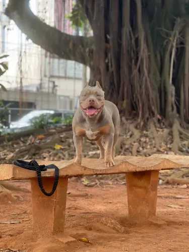American Bully