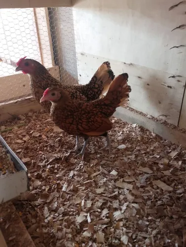 Sebrait dourada 2 fêmeas