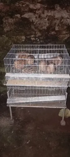 Gaiola de codornas